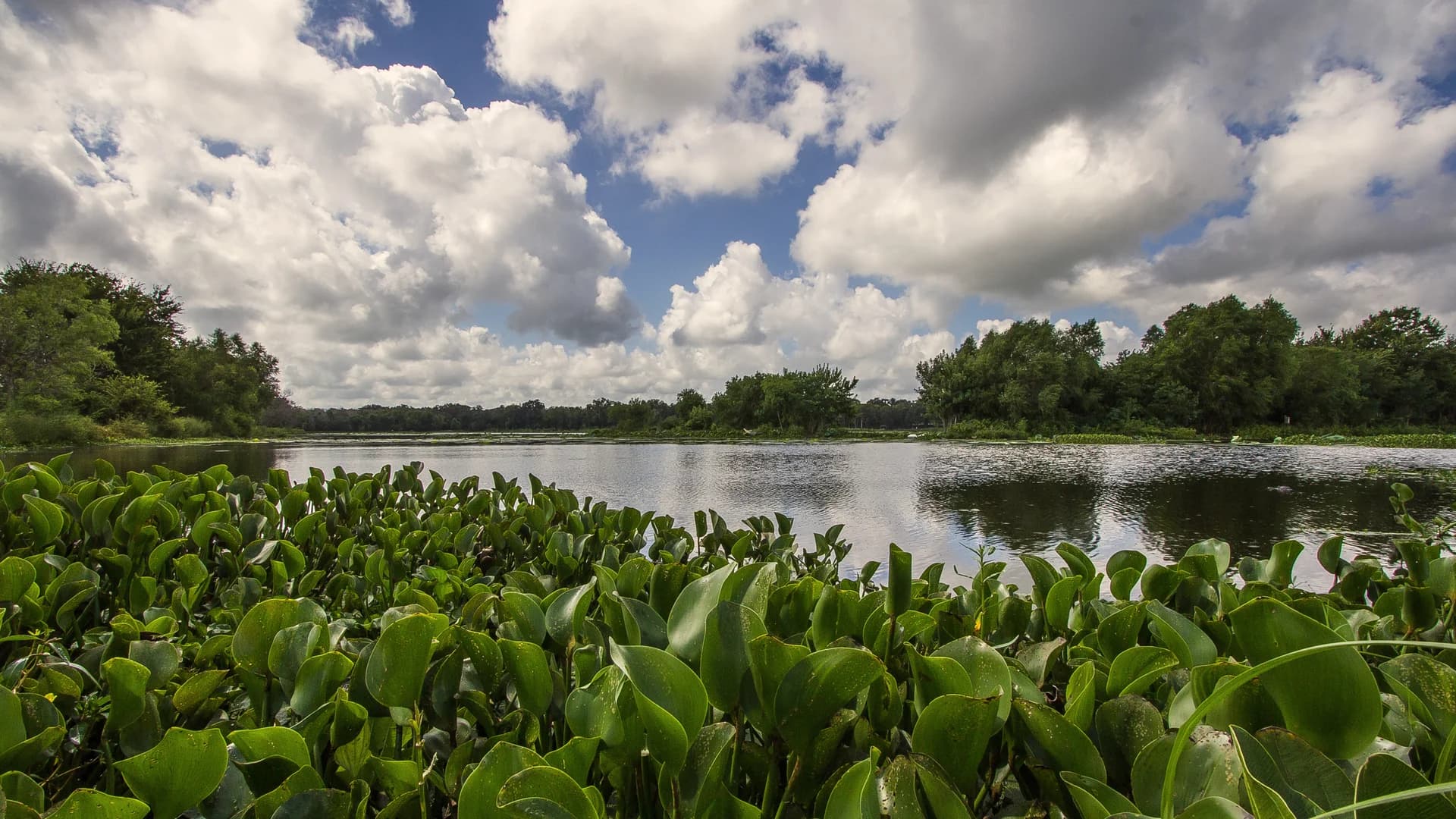 Brazos Bend State Park