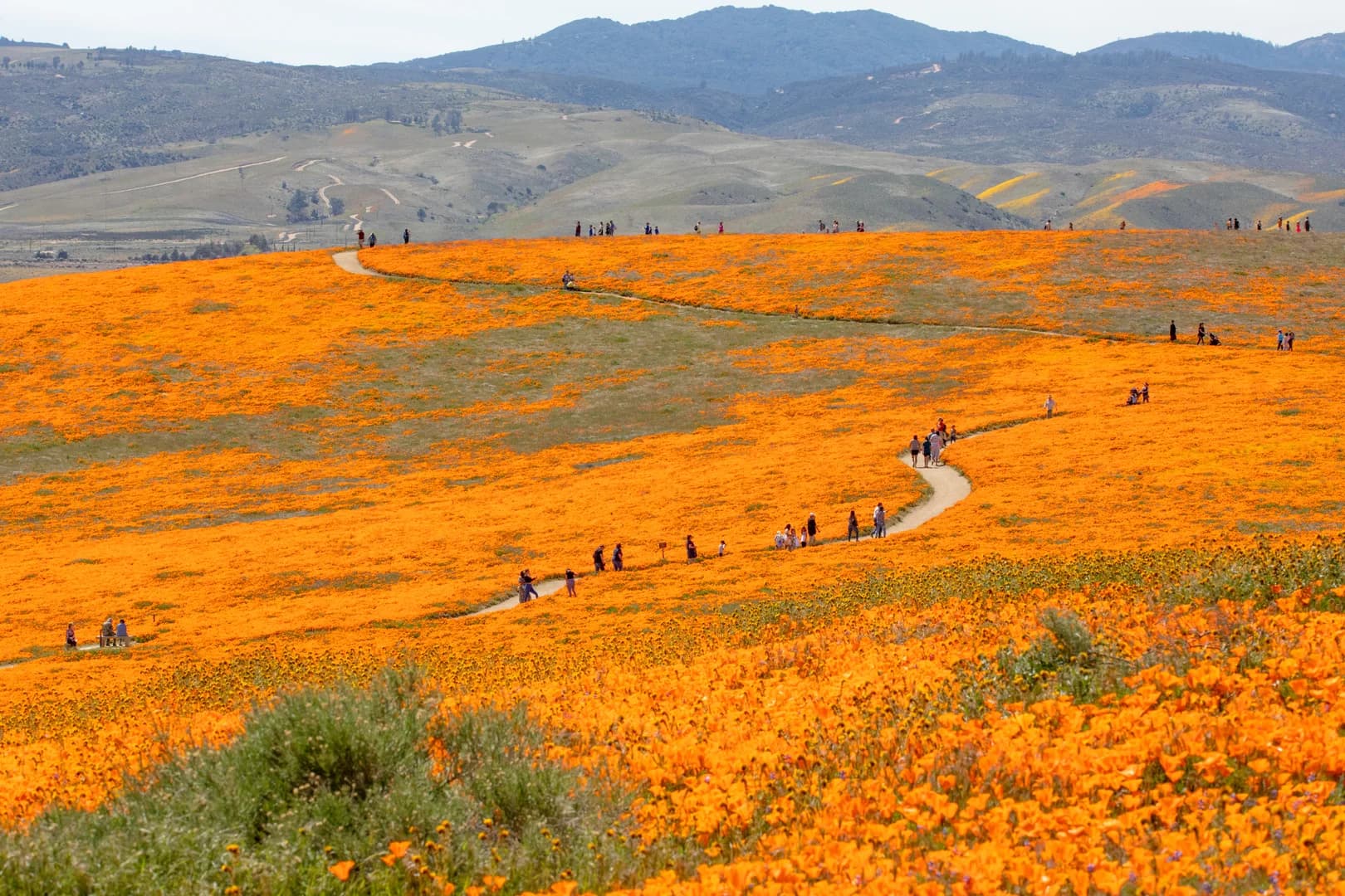 Antelope Valley California Poppy Reserve State Natural Reserve