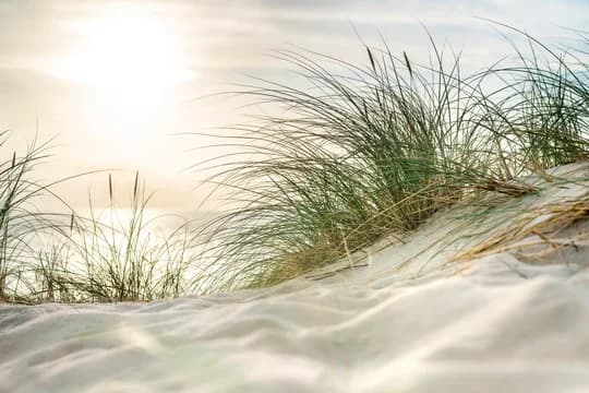 CloseUp of Beach Grass in Sand