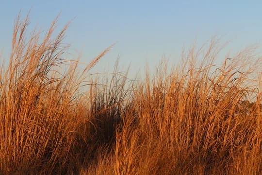 Detail of Wheat or Beach Seagrass Texture