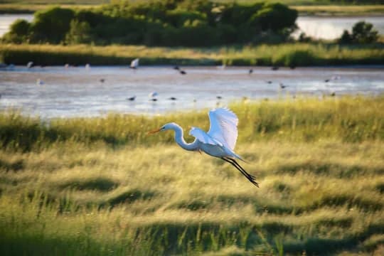 Snowy Egret Bird Flying over grass and water
