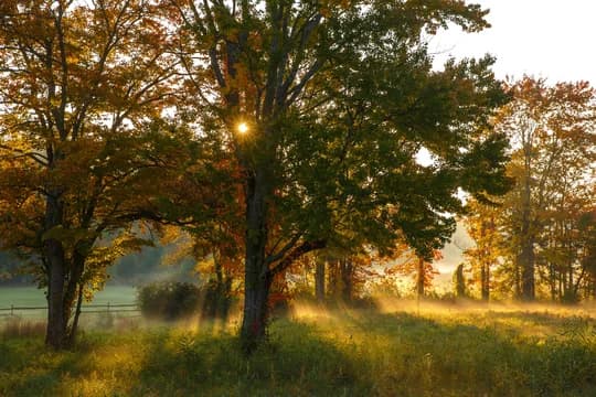 Mature Trees in Garden