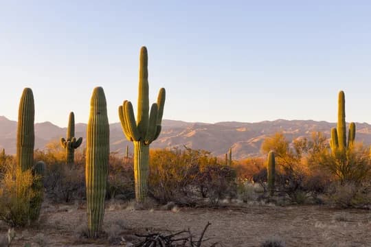 Saguaro cactus at sunset in Arizona