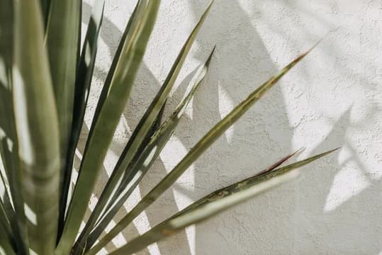 Detail of Palm Fronds Against Textured Wall