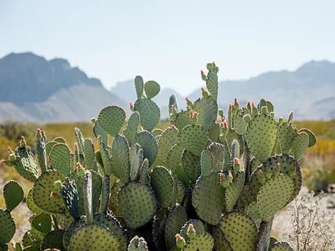 Pinal County AZ Sub Module 4