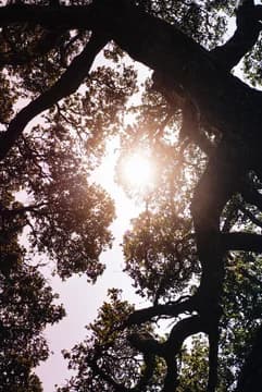 Looking up at trees in Big Sur California