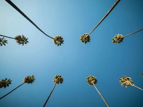 California Palms against Blue Sky