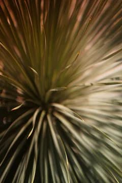 Texture of Succulent Overhead Detail Shot
