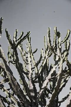 Cacti against Blue Sky