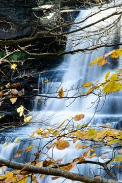 Fall Leaves and Waterfall in Forest