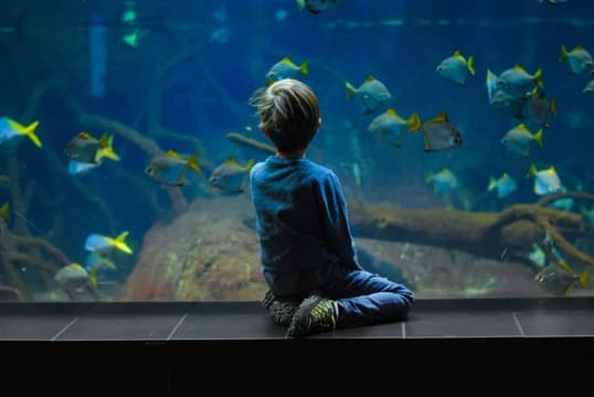 Boy at an Aquarium Looking at Fish