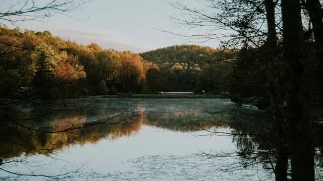 Forest Trees and Lake in Fall