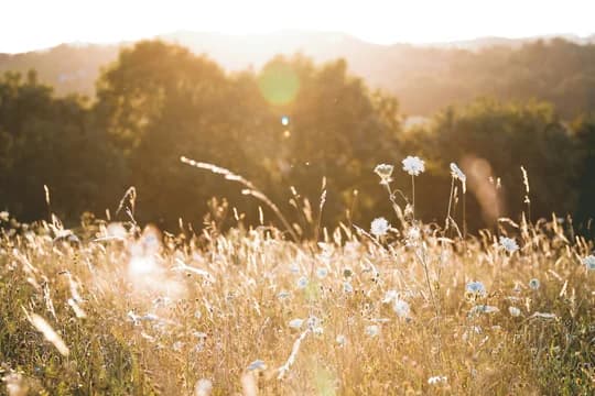 Sunlit Glow Over Field of Flowers