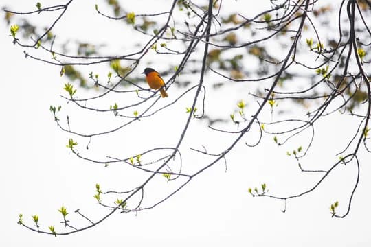 Oriole Bird Sitting on Tree Branch