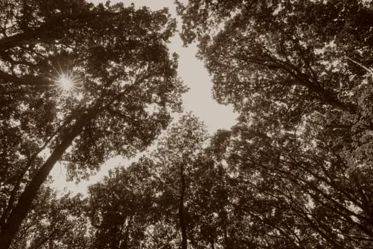 Mature Trees from Below in Sepia