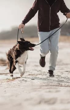 55856 Running on beach with a dog USP Crop