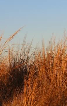 143747 Detail of Wheat or Seagrass Texture USP Crop