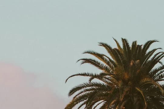 Banner Image Palm w Sky