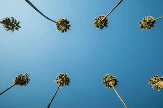 Banner Image California Palms against Blue Sky