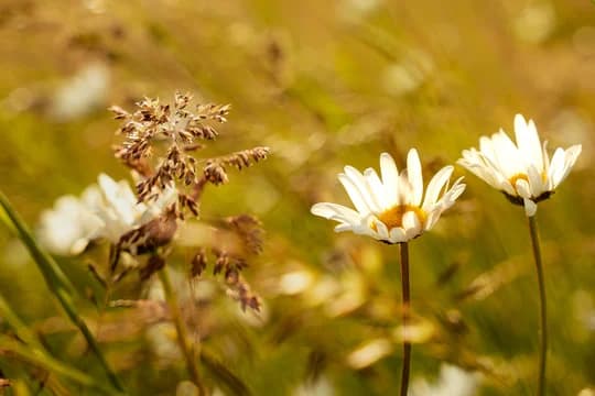 Hero Image Wildflower Daisy