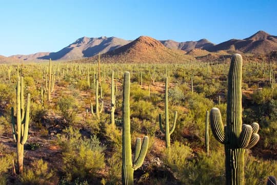 Arizona National Park Sonoran Desert